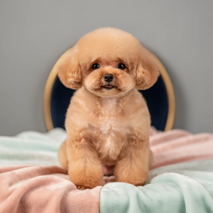 Jack - 10 Weeks Male Poodle Puppy